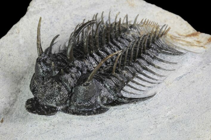 Spiny Comura Trilobite - Ofaten, Morocco #94757